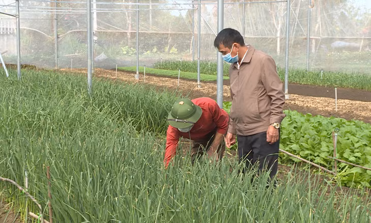 Trồng rau trong hệ thống nhà màng lưới của HTX DVTM Trung Thái, Hải Hà.