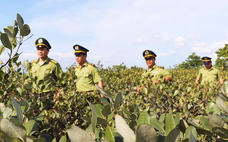 Rừng ngập mặn Đồng Rui đang được bảo vệ tốt.