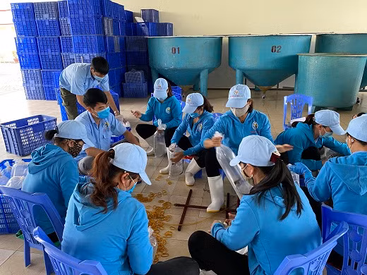 Công nhân của Công ty TNHH Việt Úc Quảng Ninh chuẩn bị giống tôm thẻ xuất cho các hộ nuôi thủy sản.