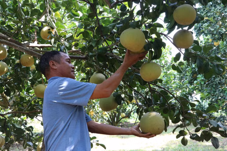 Vườn bưởi nhà ông Nguyễn Doãn Hưng, ấp Suối Nhát, xã Xuân Đông, huyện Cẩm Mỹ, trái chín ngập vườn nhưng thương lái hiện nay đã bỏ cọc không thu hoạch.