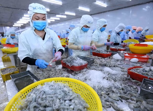 Xuất khẩu tôm. (Ảnh: Vũ Sinh/TTXVN)