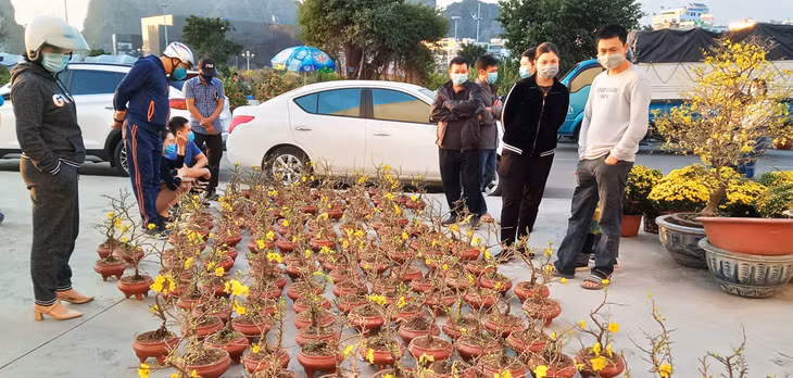Người dân Hạ Long chọn mua mai cảnh.