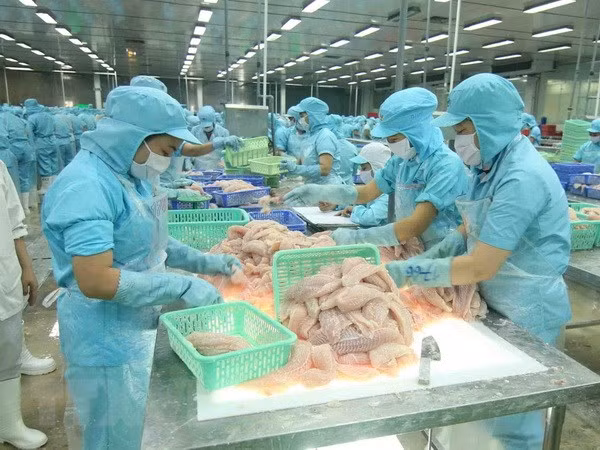 Chế biến cá tra xuất khẩu tại nhà máy của Tập đoàn Sao Mai, tỉnh Đồng Tháp. (Ảnh: Vũ Sinh/TTXVN)