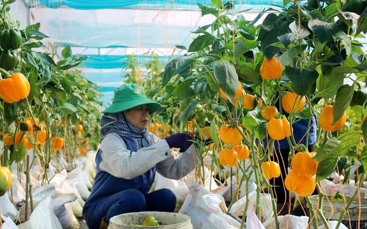 Nông dân tại xã Xuân Trường, huyện Xuân Lộc (Ðồng Nai) đầu tư công nghệ cao trồng rau, trái sạch trong nhà màng. Ảnh: PHAN ANH