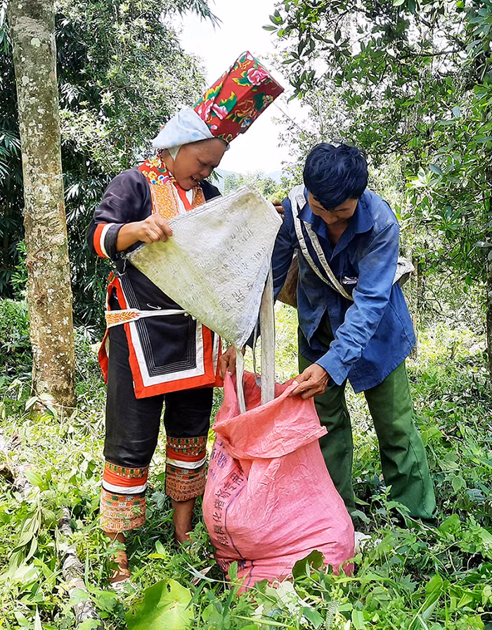 Gia đình anh La Thế Đông, xã Đồng Văn, huyện Bình Liêu thu hoạch hồi.