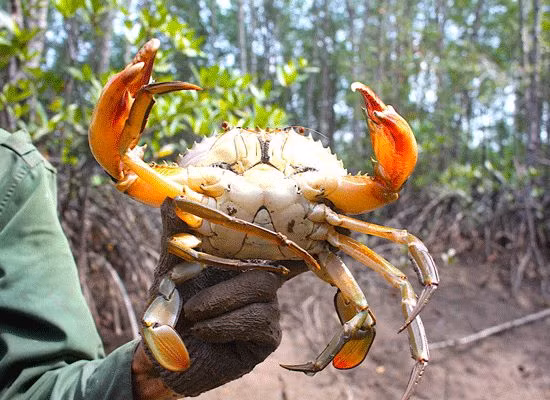 Nhiều người dân