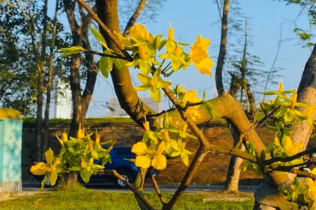 Những cánh mai vàng đã tạo nên một đường hoa đẹp lộng lẫy giữa vùng đất thơ mộng, khiến ai đi qua lại cũng ngỡ ngàng, trầm trồ.