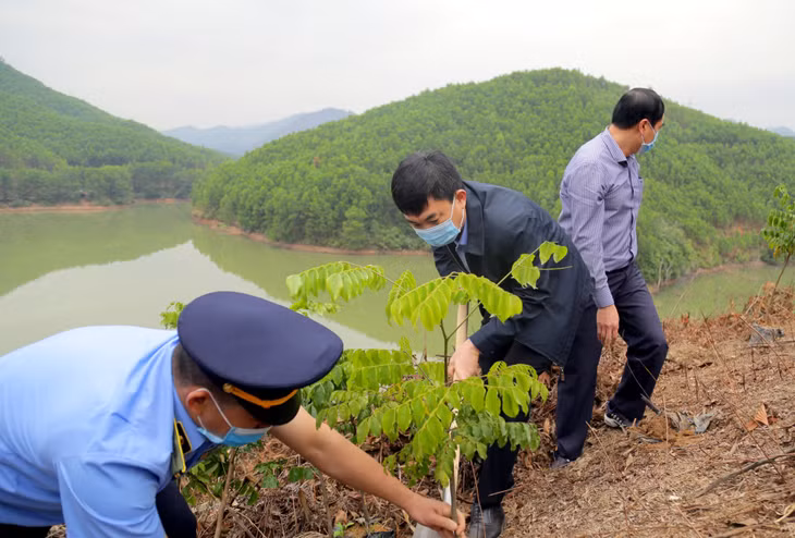 Phó Bí thư Thường trực Tỉnh ủy Ngô Hoàng Ngân trồng cây lim xanh - một trong những loại cây gỗ lớn được huyện Ba Chẽ xác định là đối tượng trồng chủ yếu để phát triển rừng gỗ lớn.