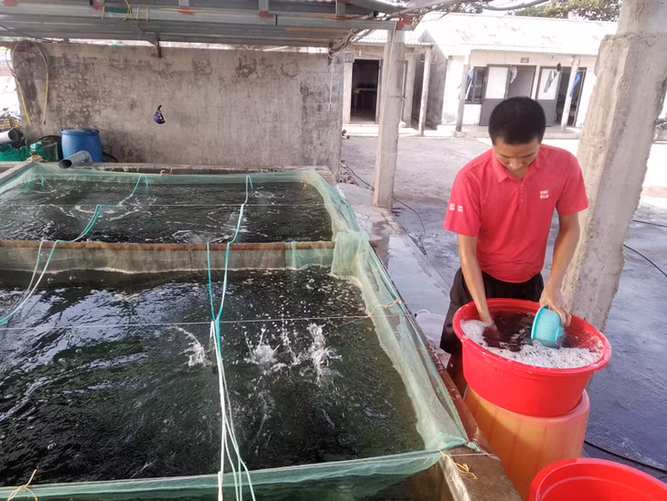Sản xuất giống cá biển tại HTX Thủy sản Bắc Việt.
