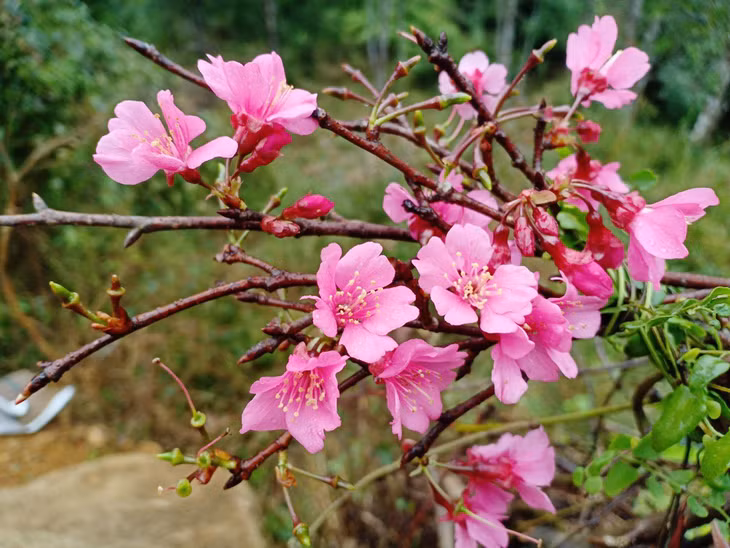 Sắc đào hồng điểm tô cho đất trời ngày xuân.