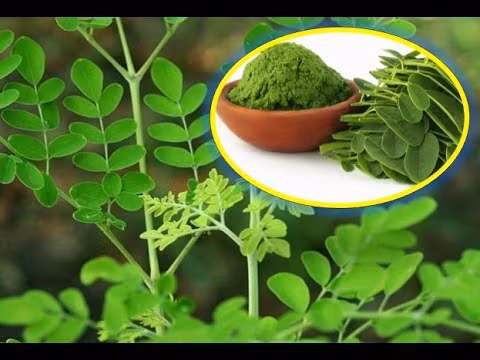 Lá chùm ngây giúp ổn định huyết áp và đường huyết, bảo vệ gan.