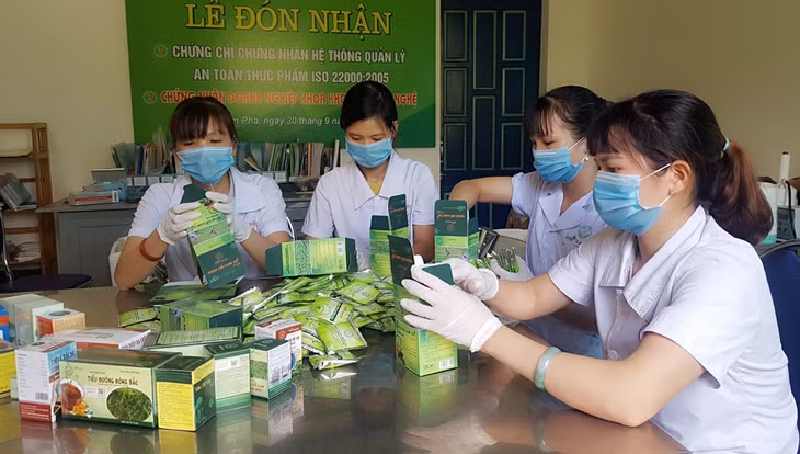 Hiện Công ty nuôi trồng, sản xuất và chế biến dược liệu Đông Bắc vẫn thu mua sản phẩm dược liệu cho người dân tuy nhiên sản lượng không lớn