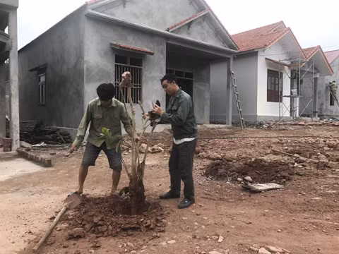 Theo quy hoạch các hộ dân đều trồng cây trà hoa vàng trước cửa để tạo cảnh quan đẹp 