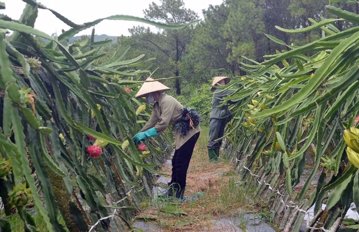 TP Uông Bí đang từng bước đưa thanh long đang trở thành thương hiệu nông sản của thành phố.