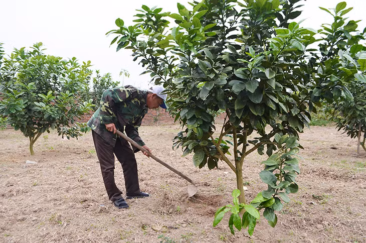 Chăm sóc cây tại vườn mẫu của hộ gia đình ông Nguyễn Xuân Phương, thôn Xóm Khe, xã Đại Bình.