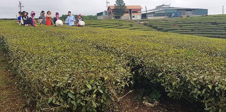 Hướng đến xây dựng NTM đạt chuẩn, Hải hà gắn xây dựng NTM vwois du lịch trải nghiệm. Ảnh khách du lịch tham quan đồi chè xã Quảng Long.
