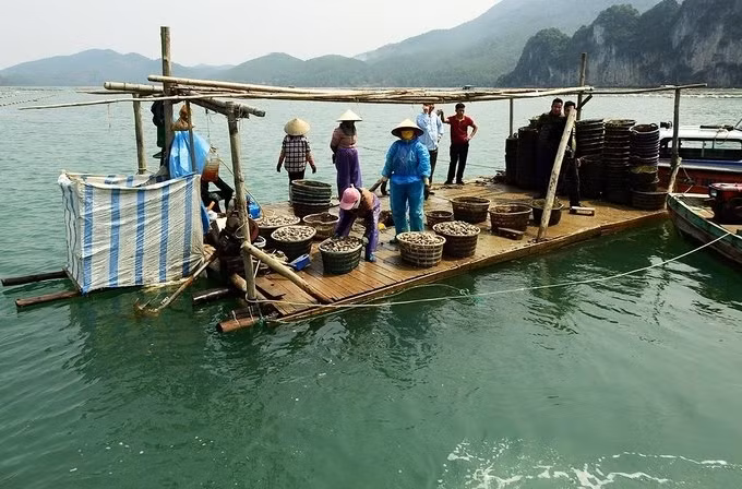 Mặc dù vậy phấn lớn sản lượng nói trên là từ các mô hình NTTS tự phát