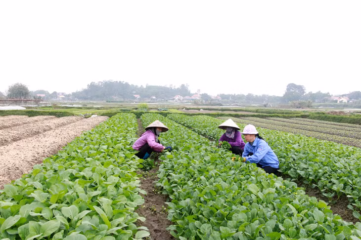 Sản xuất rau, củ quả an toàn