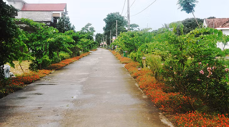 Con đường hoa thôn Hải Sơn.