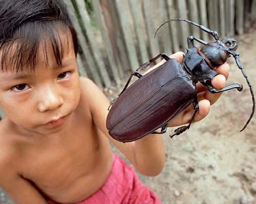 Những “kẻ khổng lồ” trong thế giới côn trùng ảnh 1