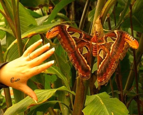 Những “kẻ khổng lồ” trong thế giới côn trùng ảnh 5