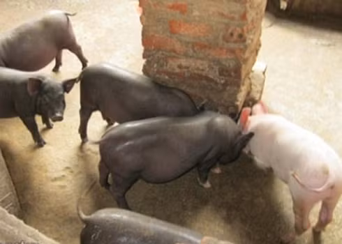  Đàn lợn sữa được người nuôi tiếp thị là lợn "cắp nách". 