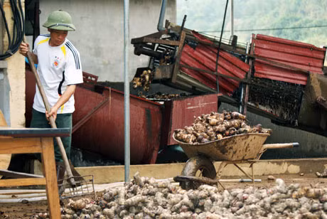 Người dân huyện Bình Liêu tiến hành sơ chế cây dong riềng.