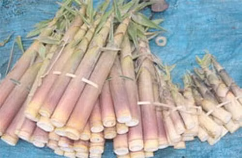  Cần chế biến kỹ khi sử dụng măng tươi.