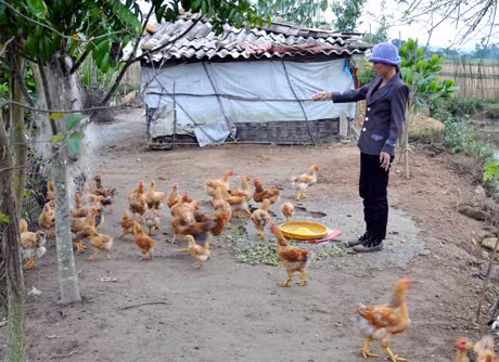 Nhờ được vay vốn ưu đãi của Ngân hàng CSXH huyện Hải Hà, chị Nguyễn Thị Huệ, thôn 6, xã Quảng Minh mở mang chăn nuôi và đã thoát nghèo.