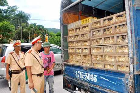 CSGT Công an tỉnh kiểm tra, phát hiện phương tiện vận chuyển gà giống nhập lậu.