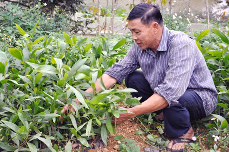 Ông Lý Văn Sinh chăm sóc cây keo giống của gia đình.
