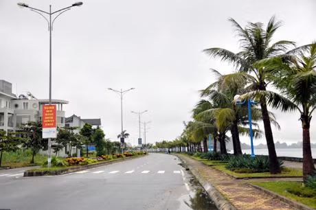 Tuyến đường bao biển Lán Bè - Cột 8 được coi là tuyến đường có quy hoạch cây xanh đô thị tương đối hợp lý của TP Hạ Long.