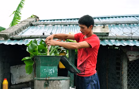 Giải pháp “Phương pháp ủ men, lên men thức ăn xanh cho vật nuôi” của anh Vũ Văn Nhỏ (khu 1, phường Yên Hải, TX Quảng Yên).