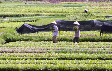 Sản xuất rau an toàn tại xã Tiền An (Yên Hưng).
