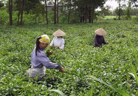 Nông dân Hải Hà thu hoạch chè.