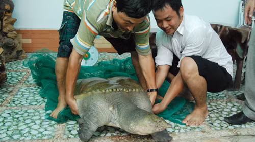 Con ba ba "khủng" ở ĐBSCL nặng 54 kg - Ảnh: Quốc Anh