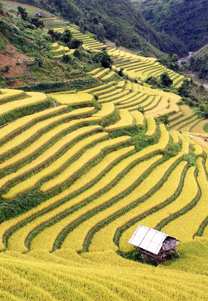 Lang thang qua những thảm vàng ảnh 8