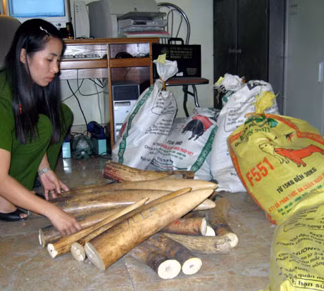 Tang vật một vụ buôn lậu ngà voi do Công an TP Móng Cái bắt giữ, tháng 4-2011.