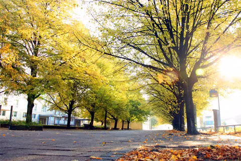 Đường dành cho người đi bộ trong sắc thu Berlin.
