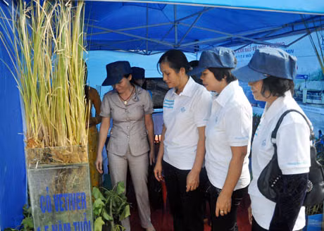 Cỏ Vetiver gốc Ân Độ được trồng tại các khu vực khai thác than, có chức năng cải tạo đất