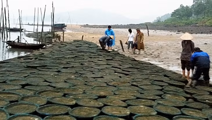 Người dân huyện Vân Đồn ngày càng cần con giống nhuyễn thể để sản xuất. Ảnh Dương Trường