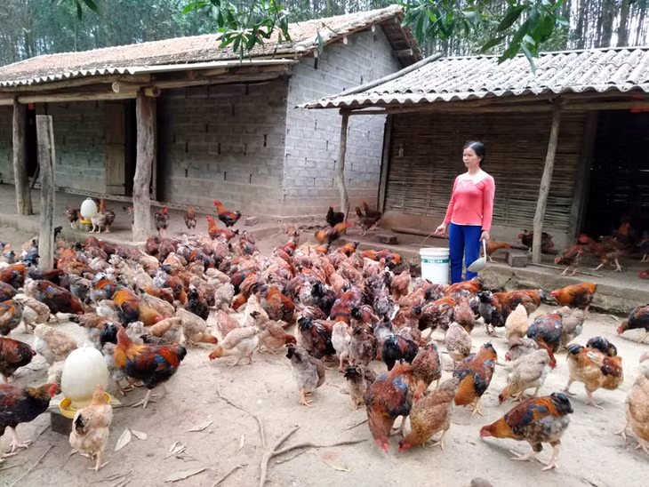 Trang trại gà thả đồi của gia đình anh Nịnh Văn Sềnh (thôn Làng Lốc, xã Thanh Lâm).