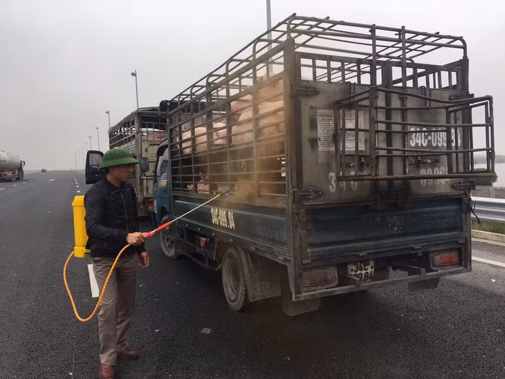 TX Quảng Yên tiến hành phun tại chỗ tiêu độc khử trùng đối với toàn bộ số lợn và các phương tiện vận chuyển lợn, sản phẩm từ lợn tại chốt kiểm soát tại Trạm thu phí cầu Bạch Đằng. 