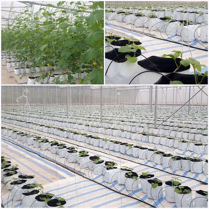 Mô hình sản xuất nông nghiệp của anh Nhượng hiện đại, trông ftrong nhà lưới, trên giá thể
