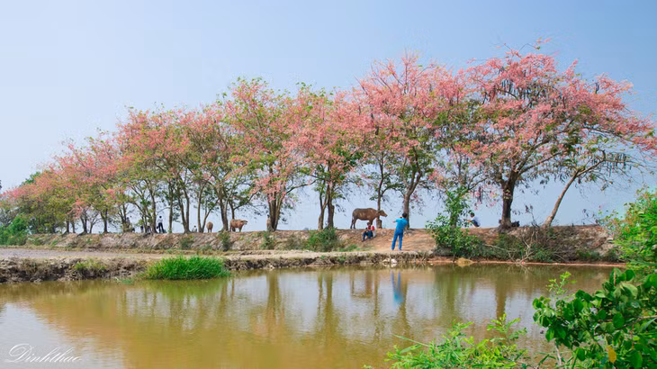 Rặng ô môi rực rỡ một góc trời quê hương Đồng Tháp - Ảnh: ĐÌNH THẢO