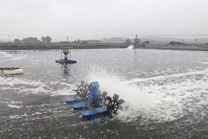 Hệ thống ao nuôi tôm thương phẩm của Công ty CP thủy sản Tân An