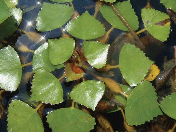 Cây ấu