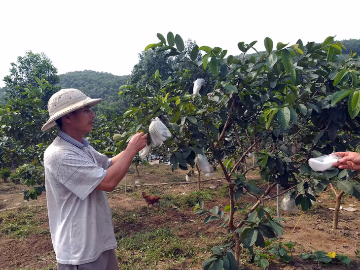 Trang trại của gia đình anh Mạc Văn Đôn ở thôn Tân Hải, xã Dương Huy mỗi năm cho thu lãi gần 200 triệu đồng