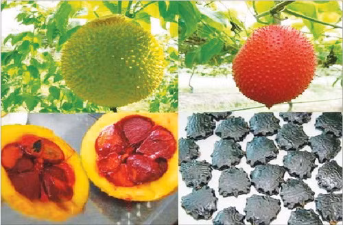 Hạt gấc ngâm rượu chữa viêm xoang vừa đơn giản, dễ làm mà hiệu quả.