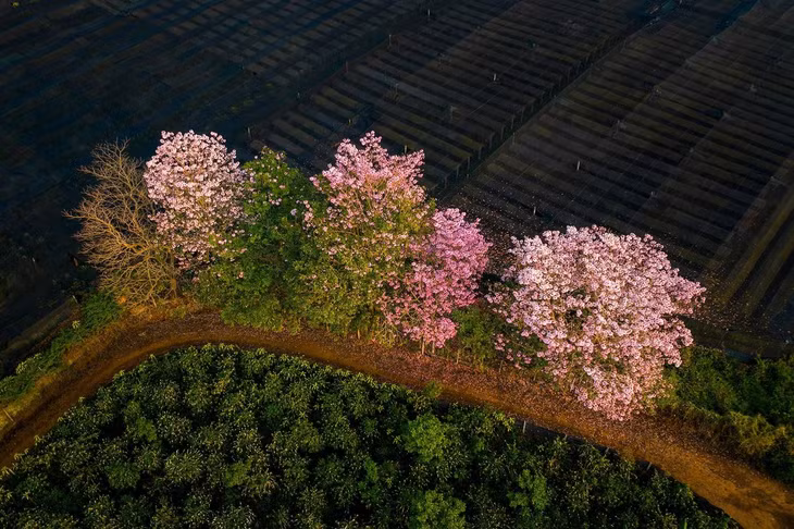 Một khóm hoa rực rỡ nổi bật giữa màu xanh của cây cối xung quanh.